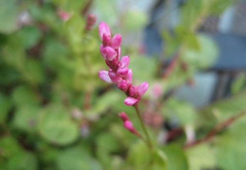 f0139520_17145337.jpg