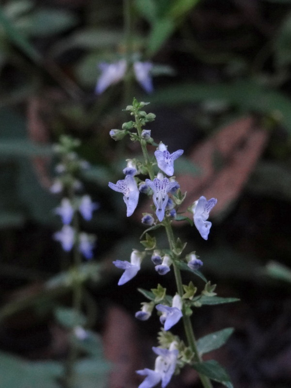 c0085622_1332991.jpg