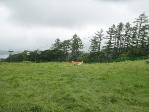 c0197829_316423.gif
