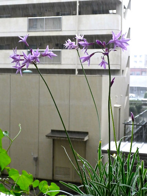 b0027736_15573854.jpg