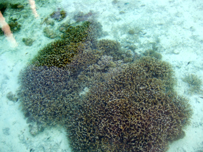 f0190653_1139532.jpg