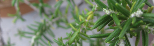 b0192672_14531526.jpg