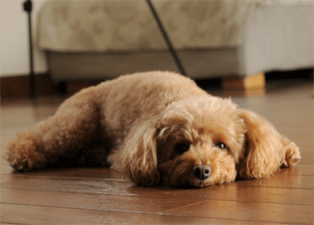 c0196673_8343518.gif