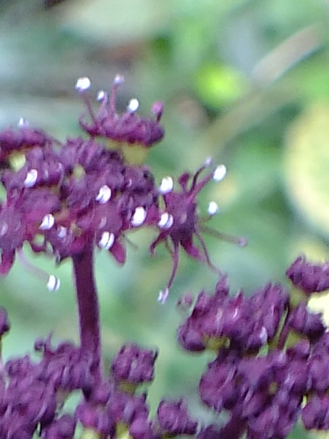 e0145782_7442766.jpg
