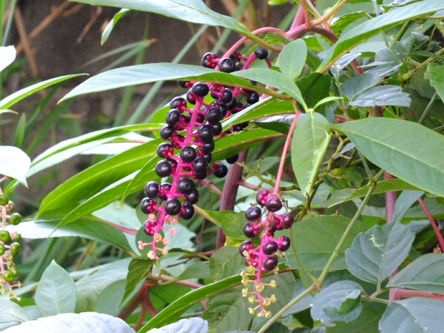 e0145782_745874.jpg
