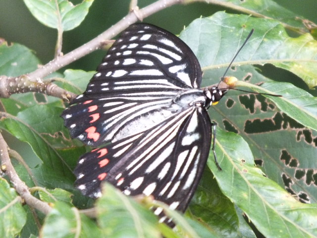 e0145782_747118.jpg