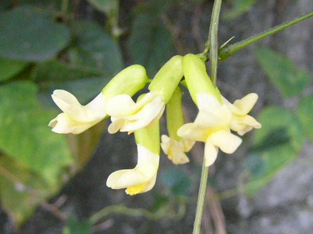 e0145782_7521389.jpg