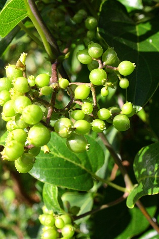 c0204385_034788.jpg