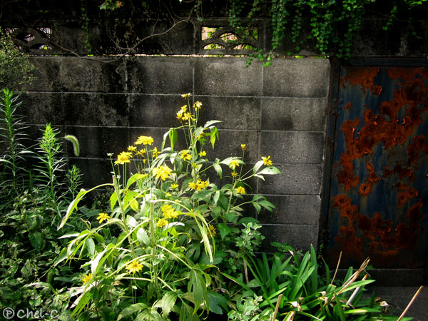 a0154706_12152566.jpg