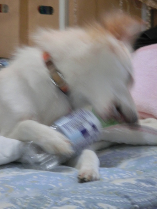 e0254813_016066.jpg