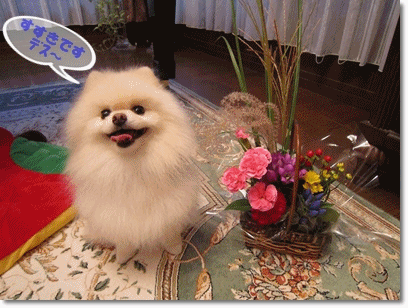 b0167519_13532575.gif
