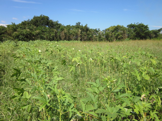 e0181260_2165767.jpg