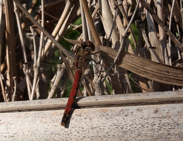b0070071_745361.jpg