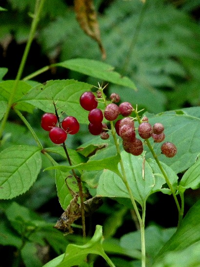 d0084473_20323692.jpg