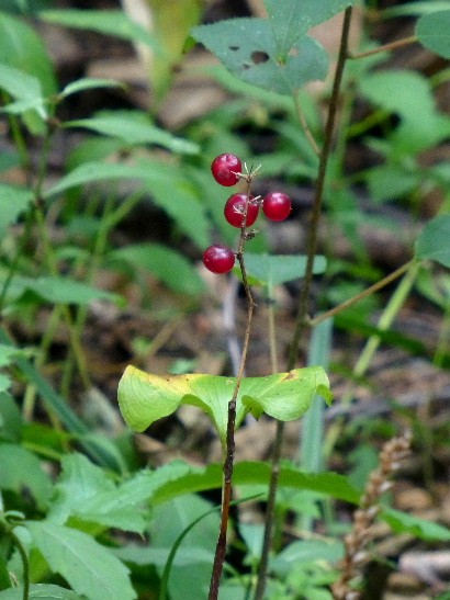 d0084473_20324371.jpg