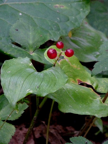 d0084473_20325119.jpg