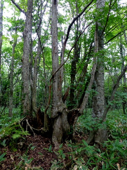 d0084473_2032599.jpg
