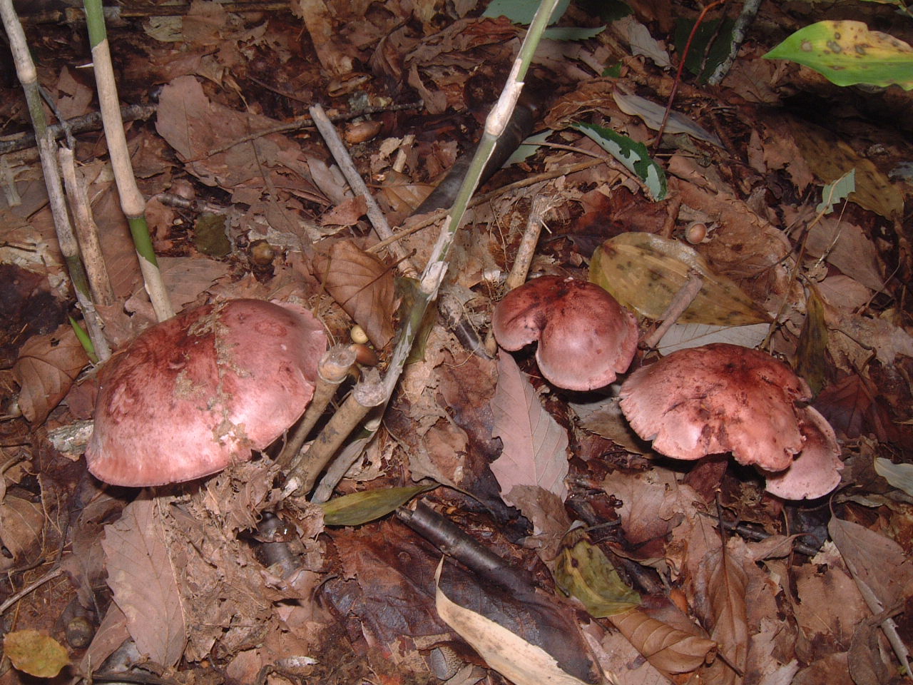 c0237780_154042.jpg
