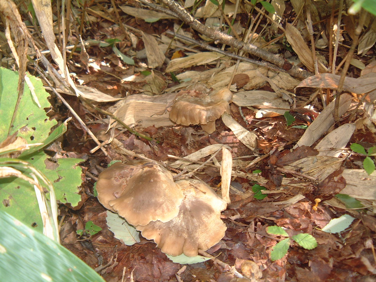 c0237780_1543751.jpg