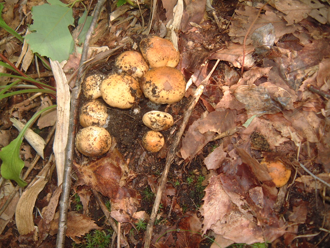 c0237780_154847.jpg