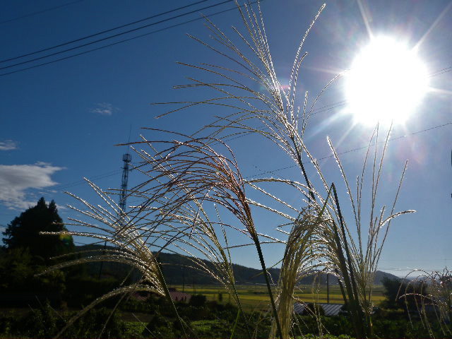 a0199297_1043207.jpg