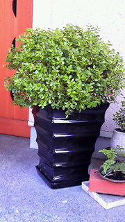 a0285997_1541727.jpg