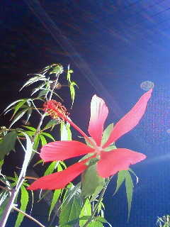 c0062511_21142122.jpg