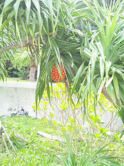 d0138113_21525396.jpg