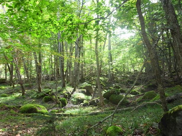 e0007544_754670.jpg