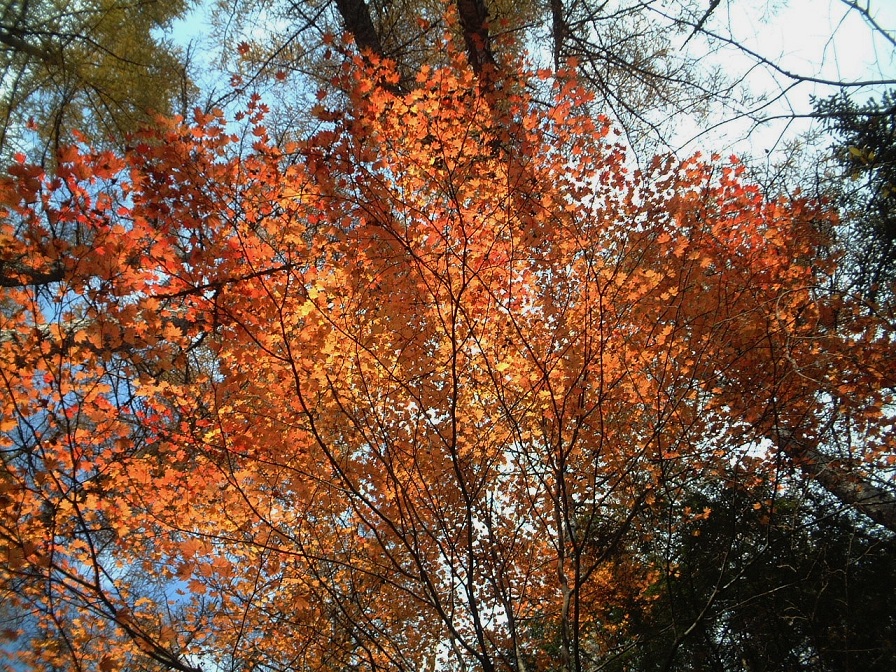 a0286351_11563228.jpg