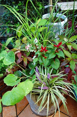 e0025655_5525181.jpg