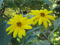 c0117570_10265034.jpg