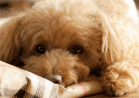 c0196673_7261296.gif