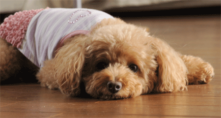 c0196673_7263075.gif