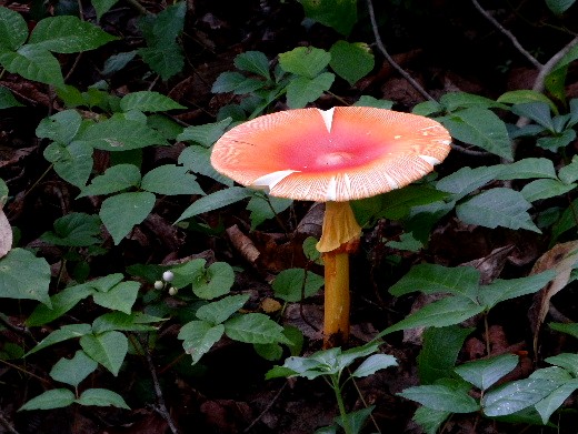 d0084473_2046326.jpg