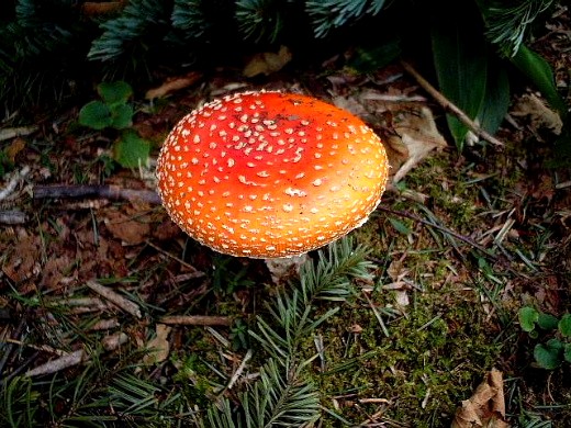 d0084473_20471780.jpg
