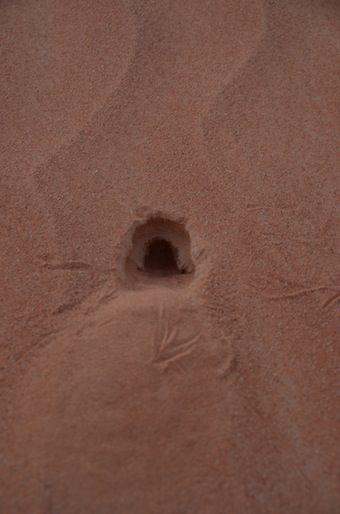 e0066474_1442183.jpg