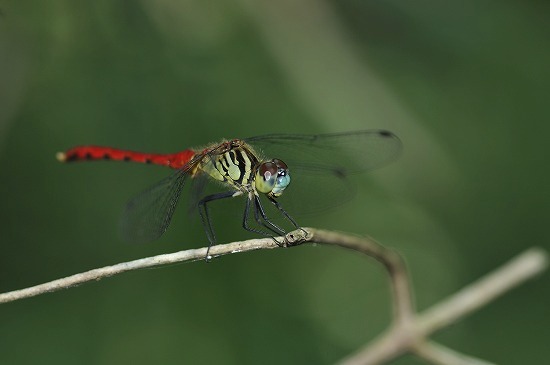 b0255992_16254949.jpg