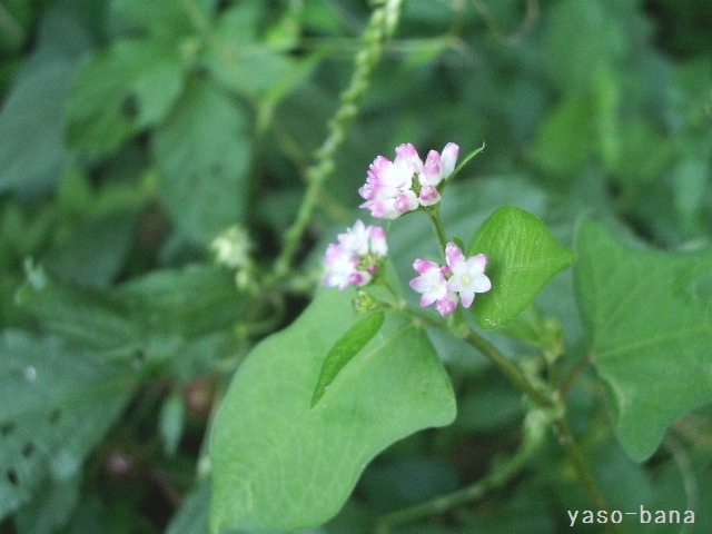 e0025300_11492773.jpg