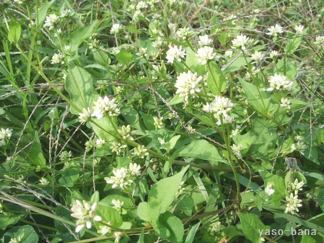 e0025300_12135776.jpg