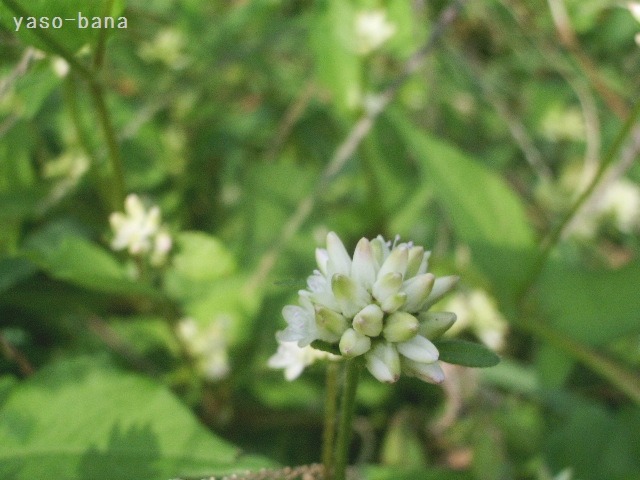 e0025300_12144271.jpg