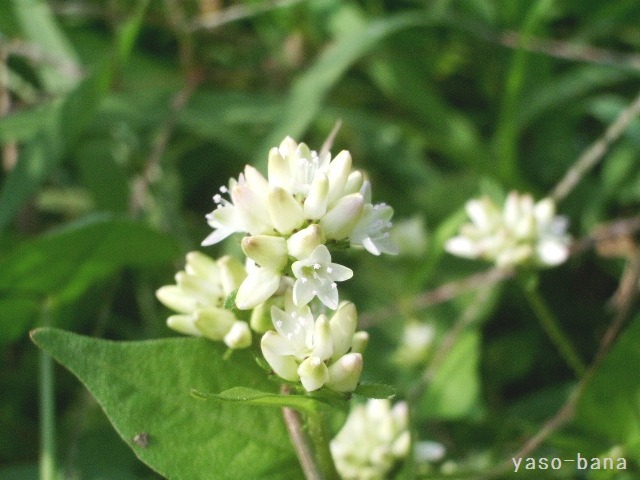 e0025300_1217878.jpg