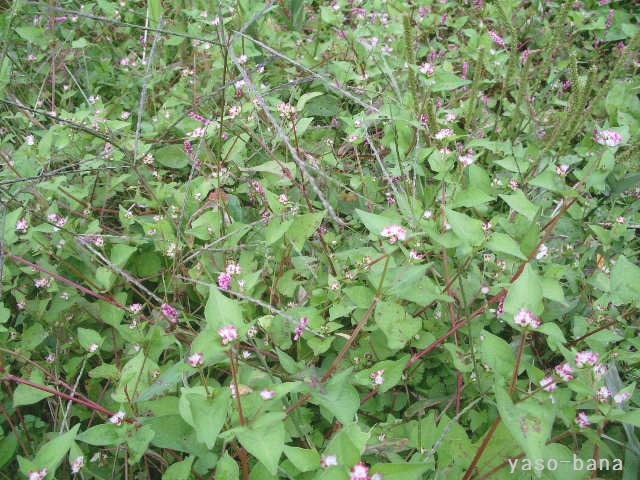 e0025300_1252438.jpg