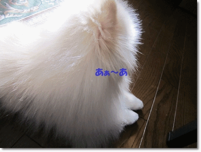 b0167519_20221858.gif