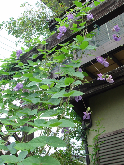 f0060535_15235920.jpg