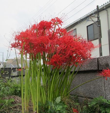 c0076141_17142619.jpg