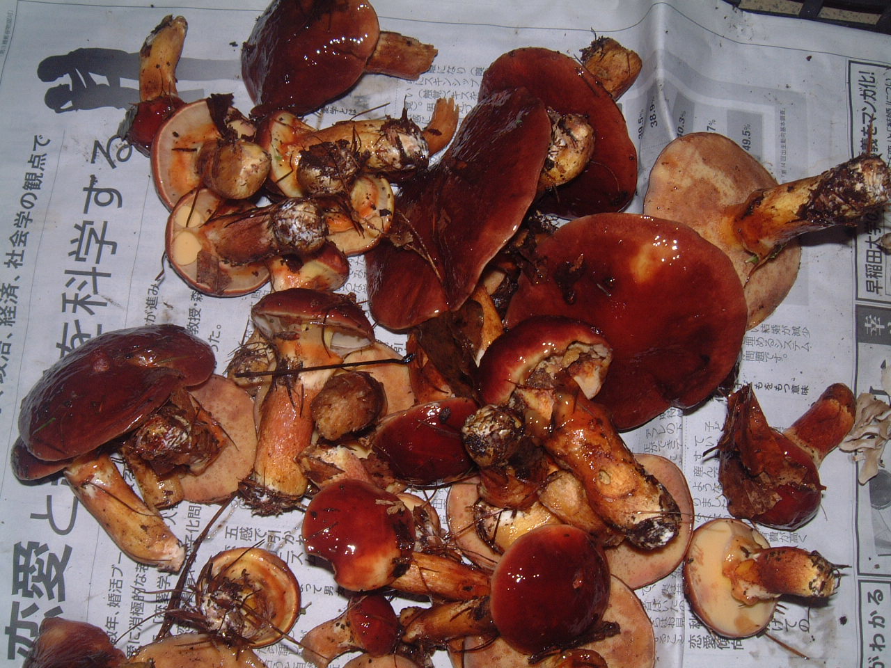 c0237780_1533307.jpg