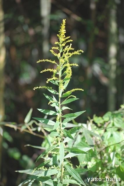 e0025300_11113864.jpg
