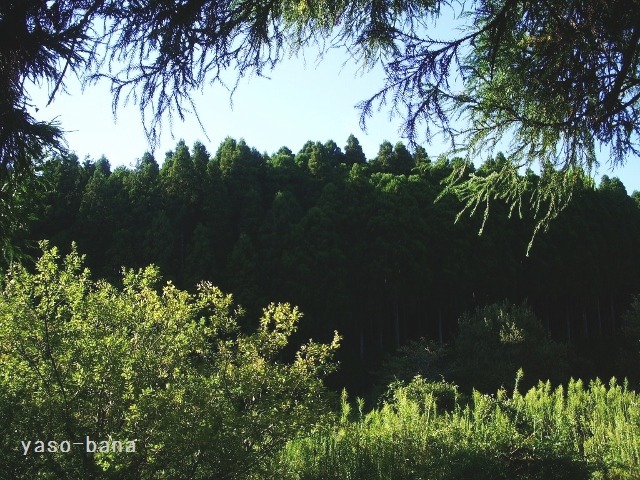 e0025300_1122087.jpg