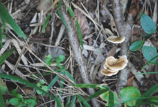 e0025300_1127970.jpg